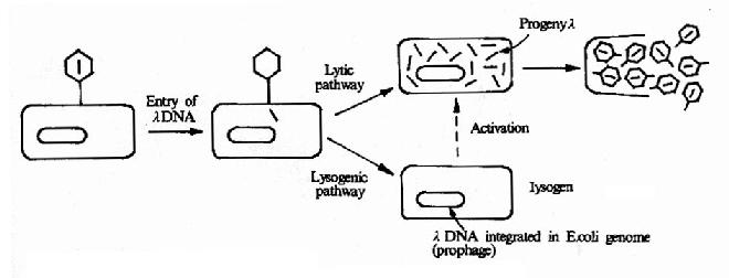 λ噬菌体的溶菌和溶原繁殖方式