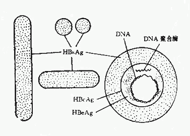 病毒粒子的结构示意图图片
