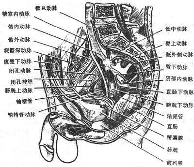 盆腔髂血管解剖图图片