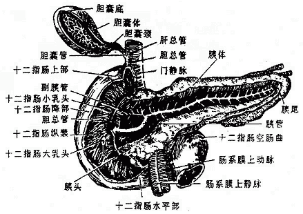 十二指肠和胰