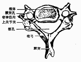 颈椎结构图手绘图片