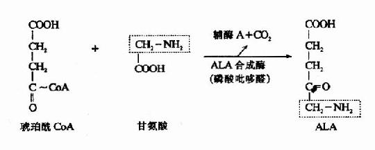 (一)血红素的合成通路(过程)