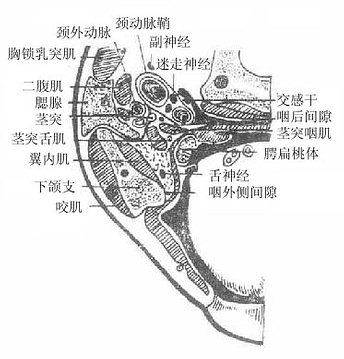 腮腺管解剖图图片