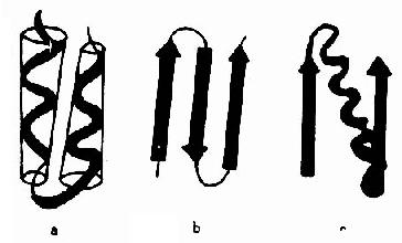 (一)蛋白质的二级结构