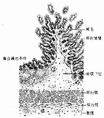 回肠（纵切） 