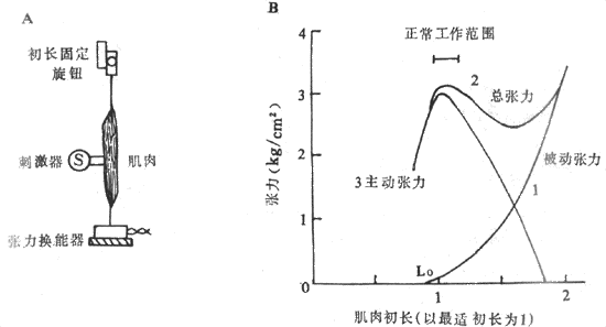 肌肉初长度对肌肉收缩的影响