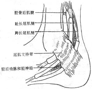 踝管内容