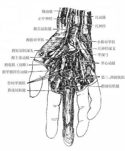 手掌深层结构