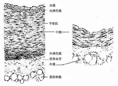 中动脉（左）和中静脉（右）