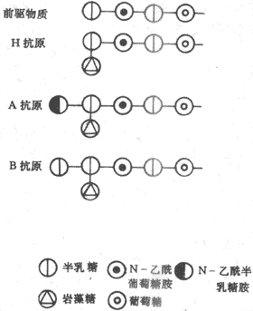 （一）ABO血型系统