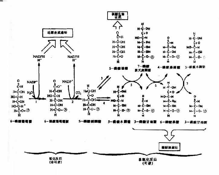 已糖磷酸支路反应