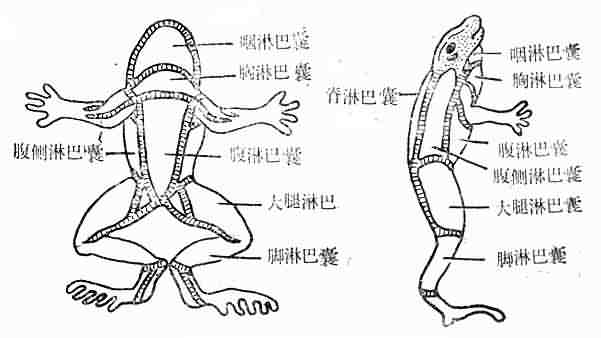 蛙全身淋巴囊分布