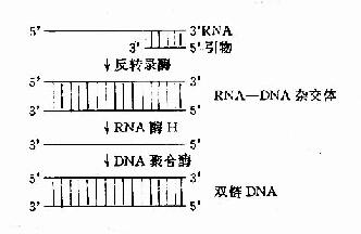 反转录酶催化的反转录作用