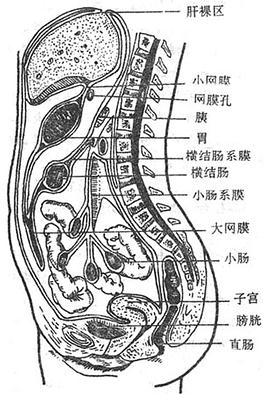 腹膜及腹膜腔(矢状面)