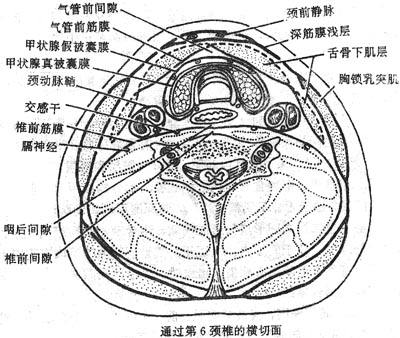 颈筋膜及颈筋膜间隙（横切面）