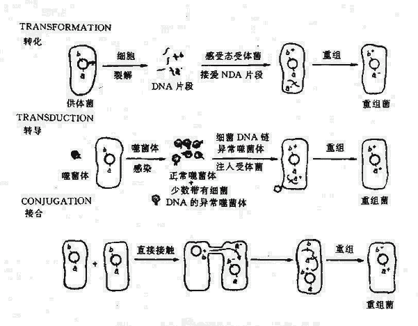 细菌间的基因转移、转化、转导、接合