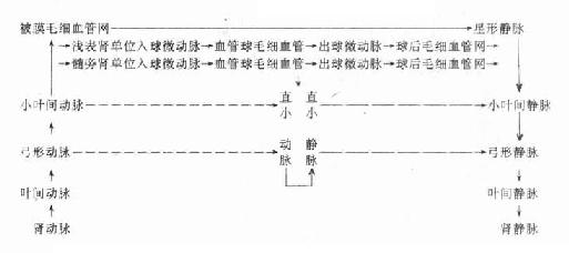 肾的血循环 