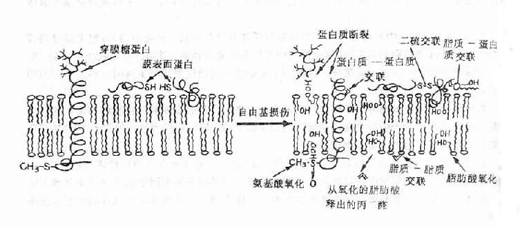 自由基对膜的损伤