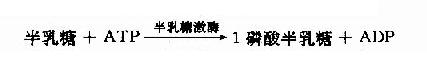 五、其它单糖的酵解