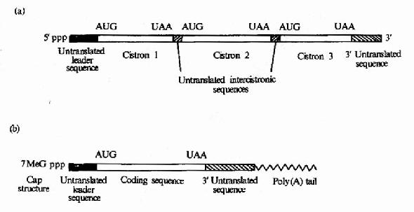 (a)原核生物mRNA)为多顺反子(b)真核生物mRNA为单顺反子
