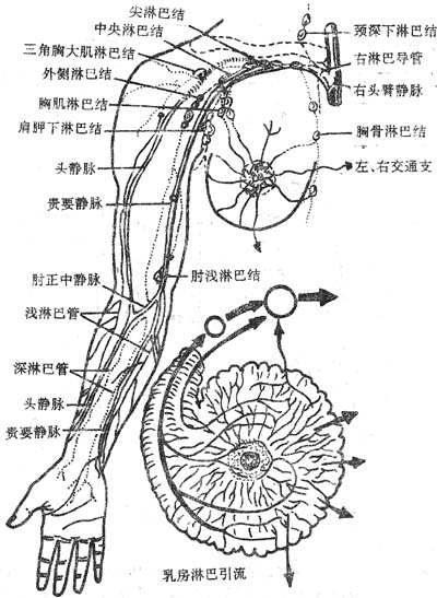 手臂上的淋巴结示意图图片