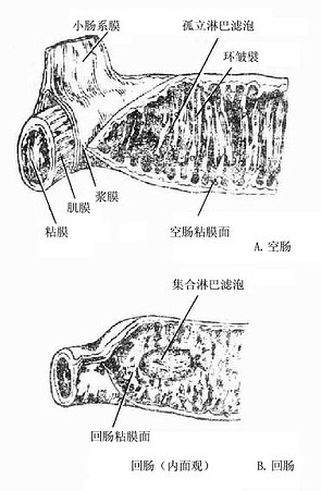 人体解剖学