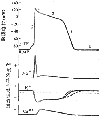 心室肌细胞跨膜电位及其形成的离子机制