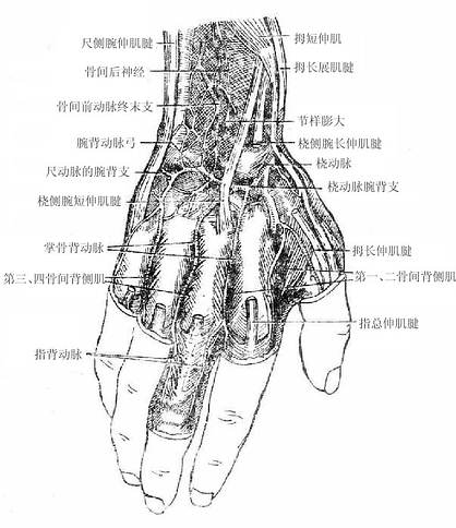 手背构造图图片