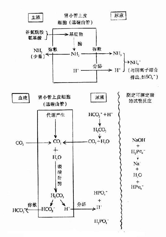 四、肾脏调节