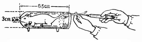 小鼠鞘内注射教学图片