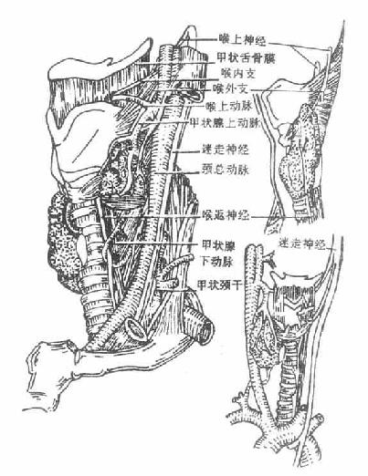 甲状腺的动脉及喉的神经