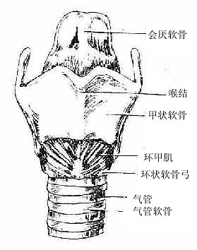 人体解剖学