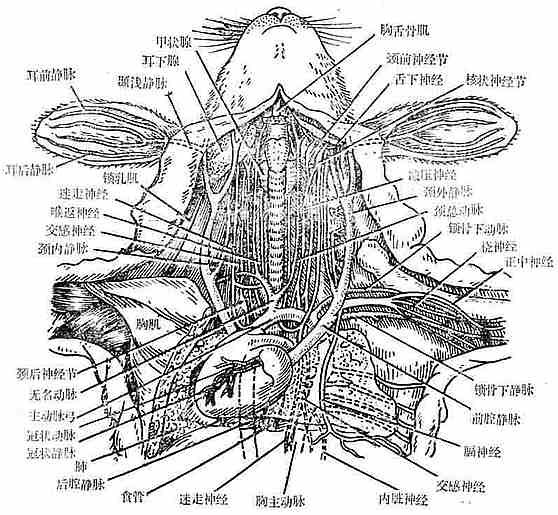 家兔颈部神经分布图图片