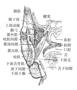 翼下颌间隙位置图片