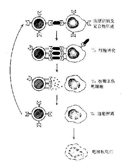 T细胞杀伤靶细胞过程