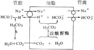 肾小管钠钾交换机制图片