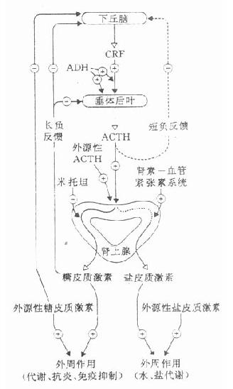 肾上腺轴图片