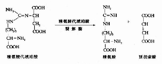 精氨酸(arginine)的生成