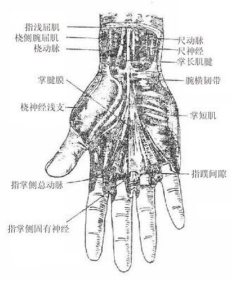 掌腱膜