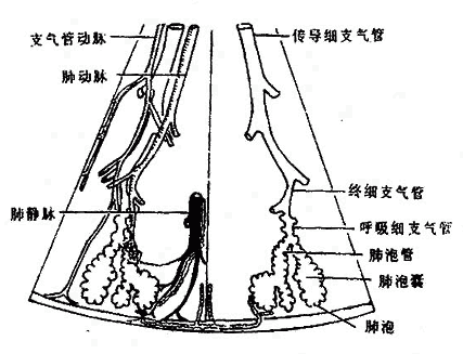 人体解剖学