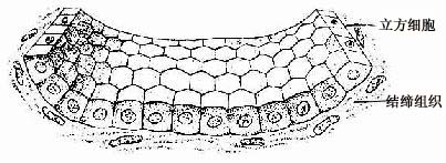 单层立方上皮模式图