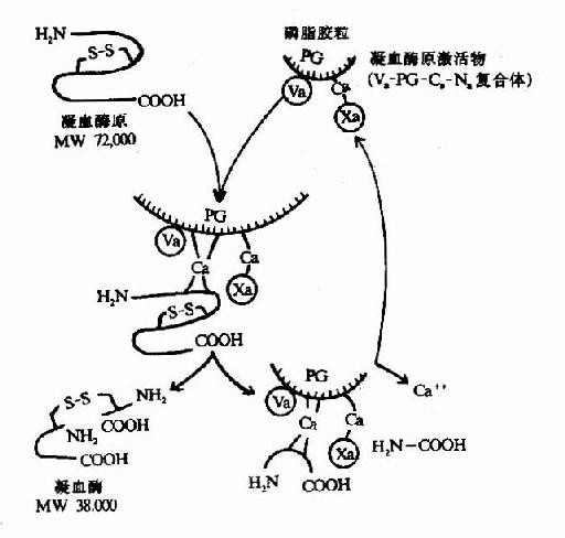 餘下308個氨基酸殘基分成a,b兩條肽鏈,由一個二硫鍵相連,即為凝血酶