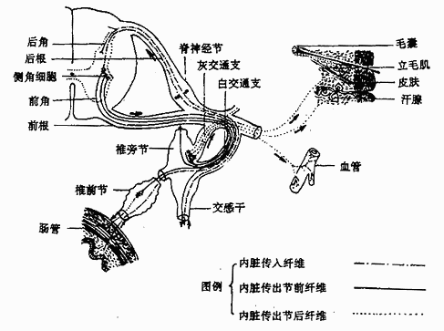 交感神经的典型经过