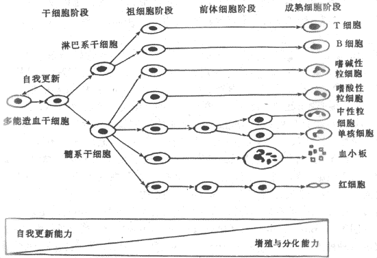 血细胞发育图高清图片