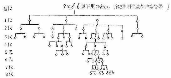 近交系培育过程中动物的谱系图