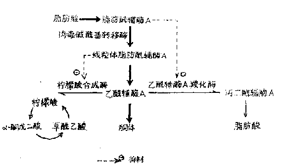 糖尿病時酮體生成增多的機制