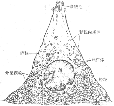 胃窦粘膜内的G细胞（开放型细胞）示细胞顶端的绒毛