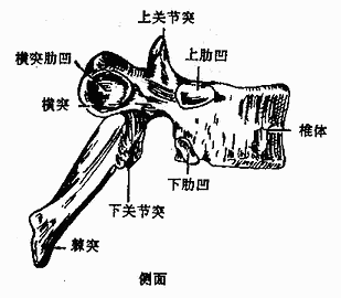 第三胸椎图片