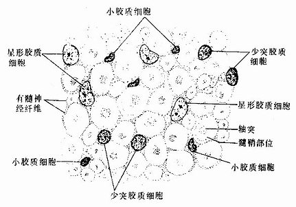 中枢神经系各种神经胶质细胞的细胞核及神经纤维横切 