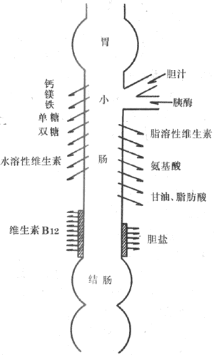 小肠吸收营养图片